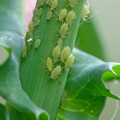 10 milieuvriendelijke bestrijdingsmethoden van bladluizen
